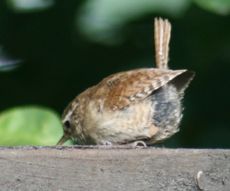 junge-Amsel-2A.jpg